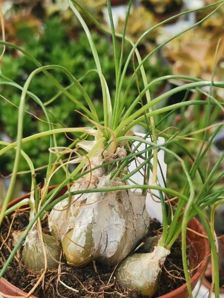 Albuca Humilis
