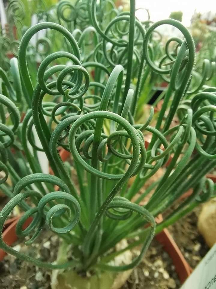Albuca Spiralis v. Frizzle Sizzle