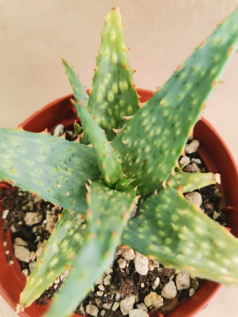 Aloe Castilloniae Hybrid