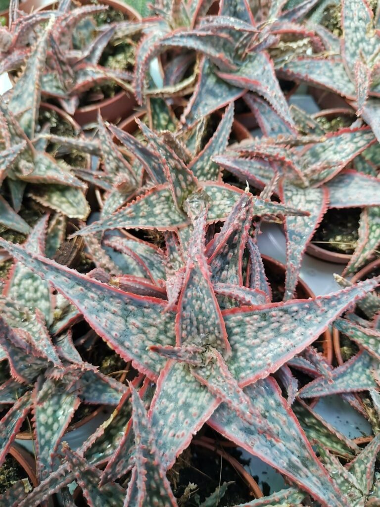Aloe Christmas Carol