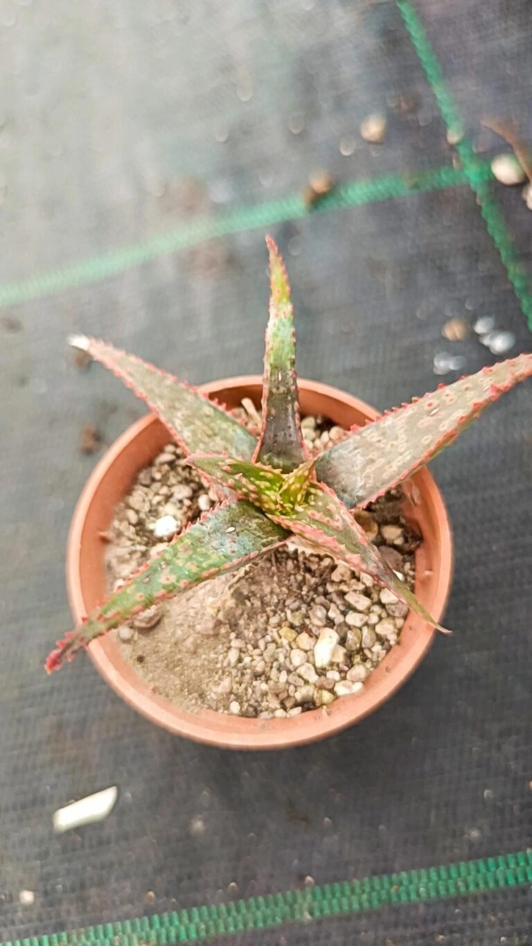 Aloe sp hybrid