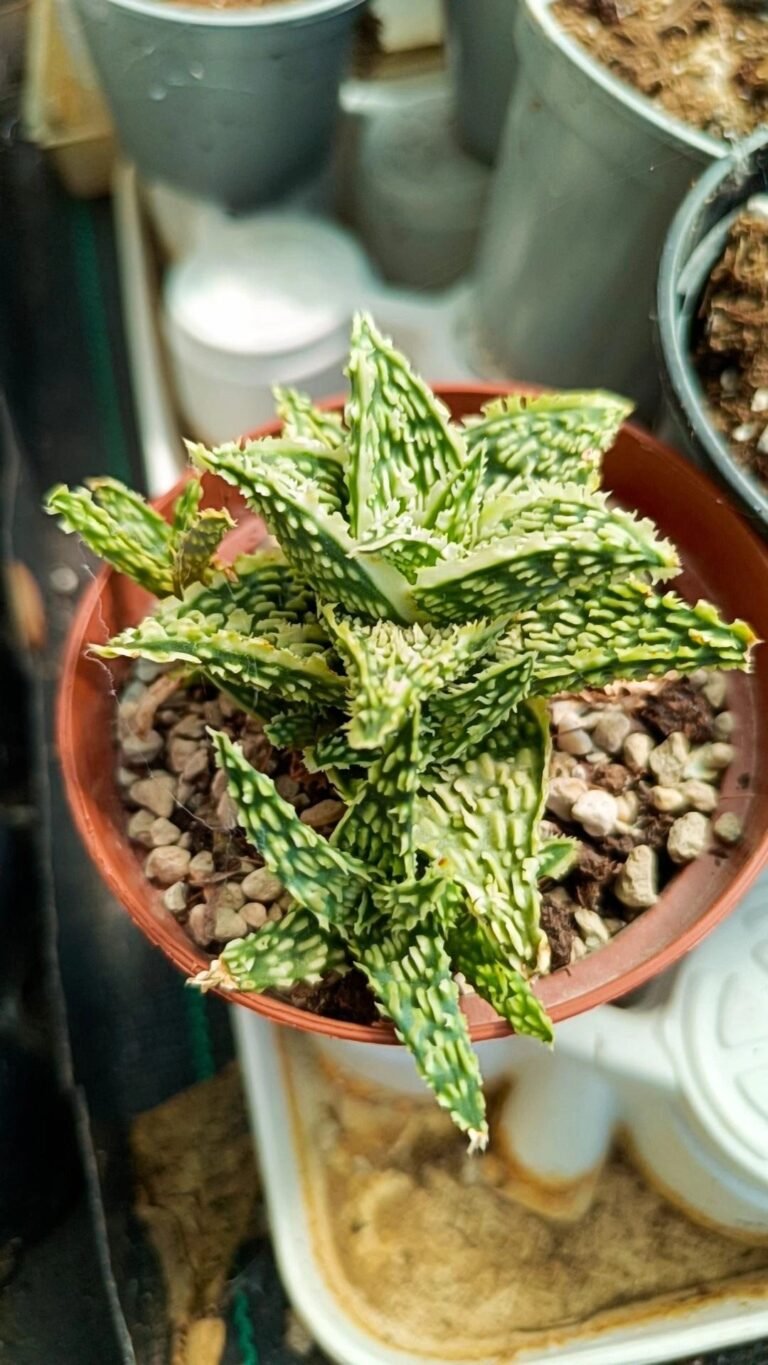 Aloe Hybrid Carol Stefan