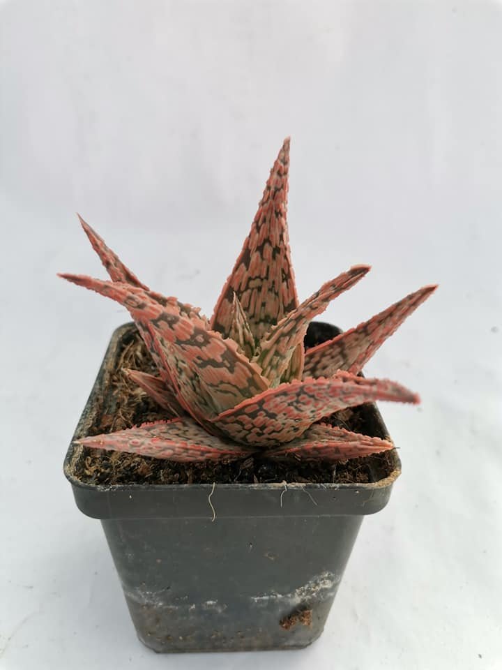 Aloe Pink Blush