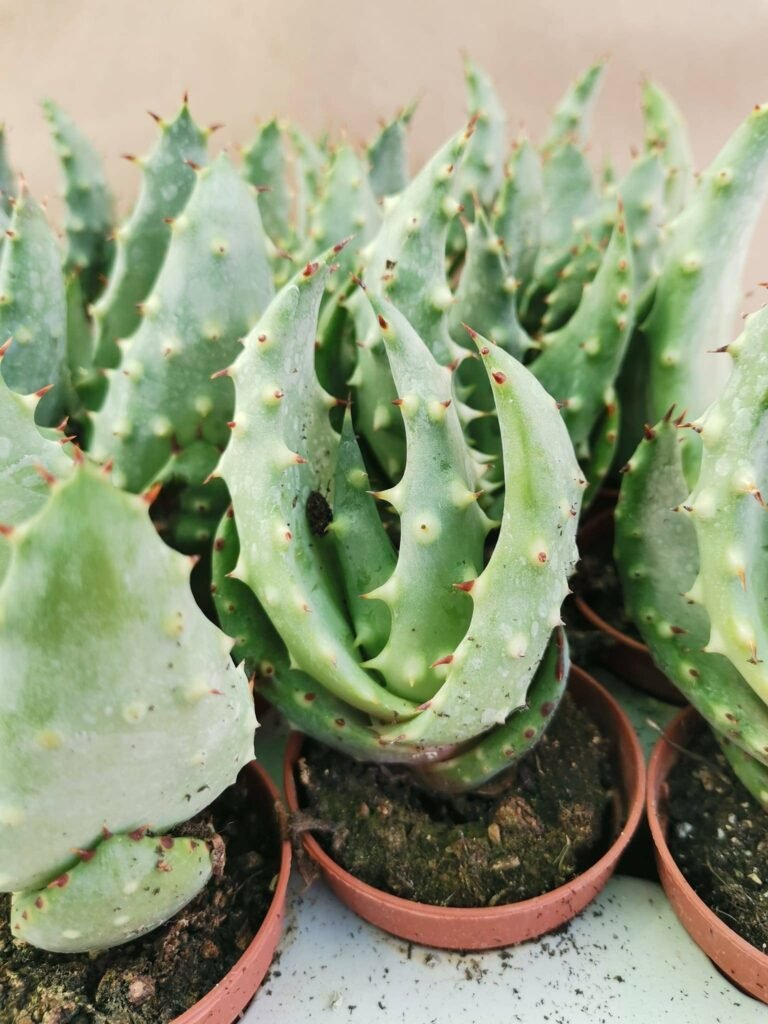 Aloe Aculeata