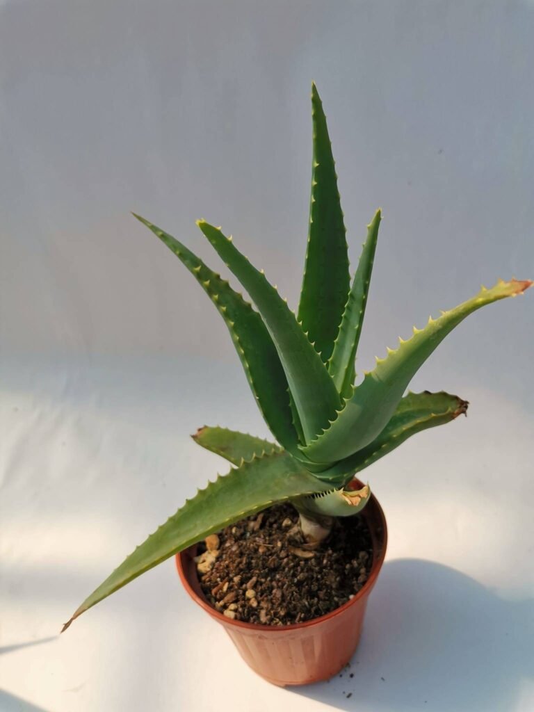 Aloe Arborescens