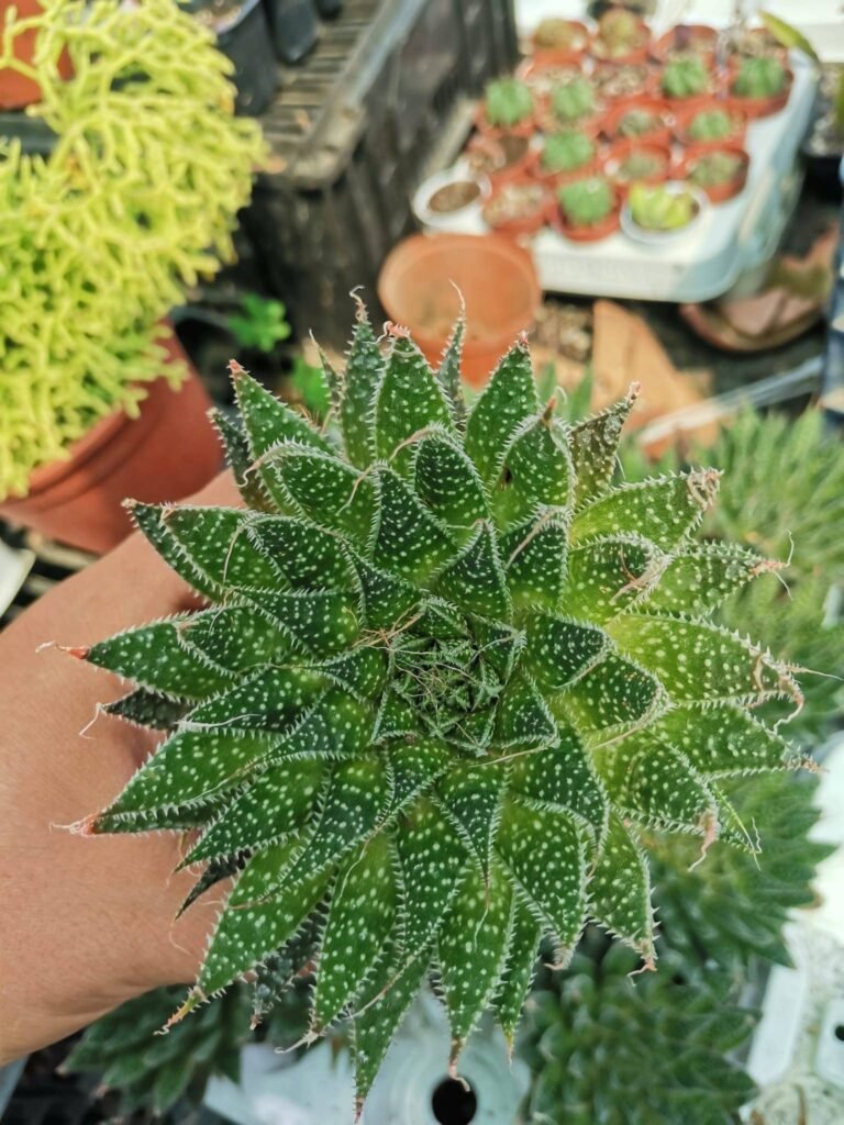 Aloe Aristata
