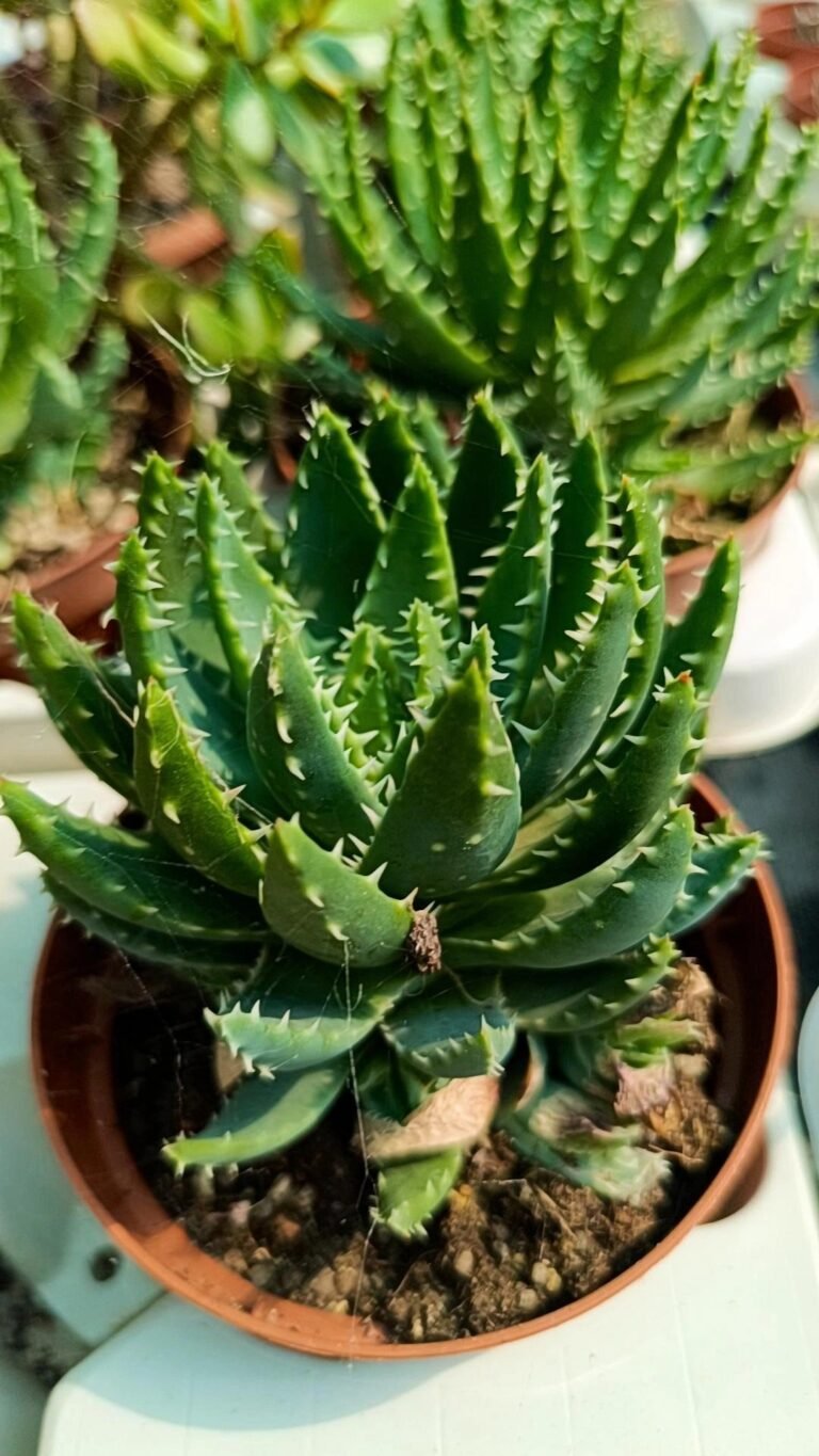 Aloe Brevifolia