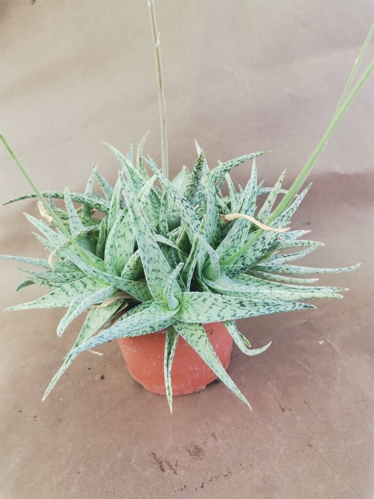 Aloe Rauhii cv Snow Flake