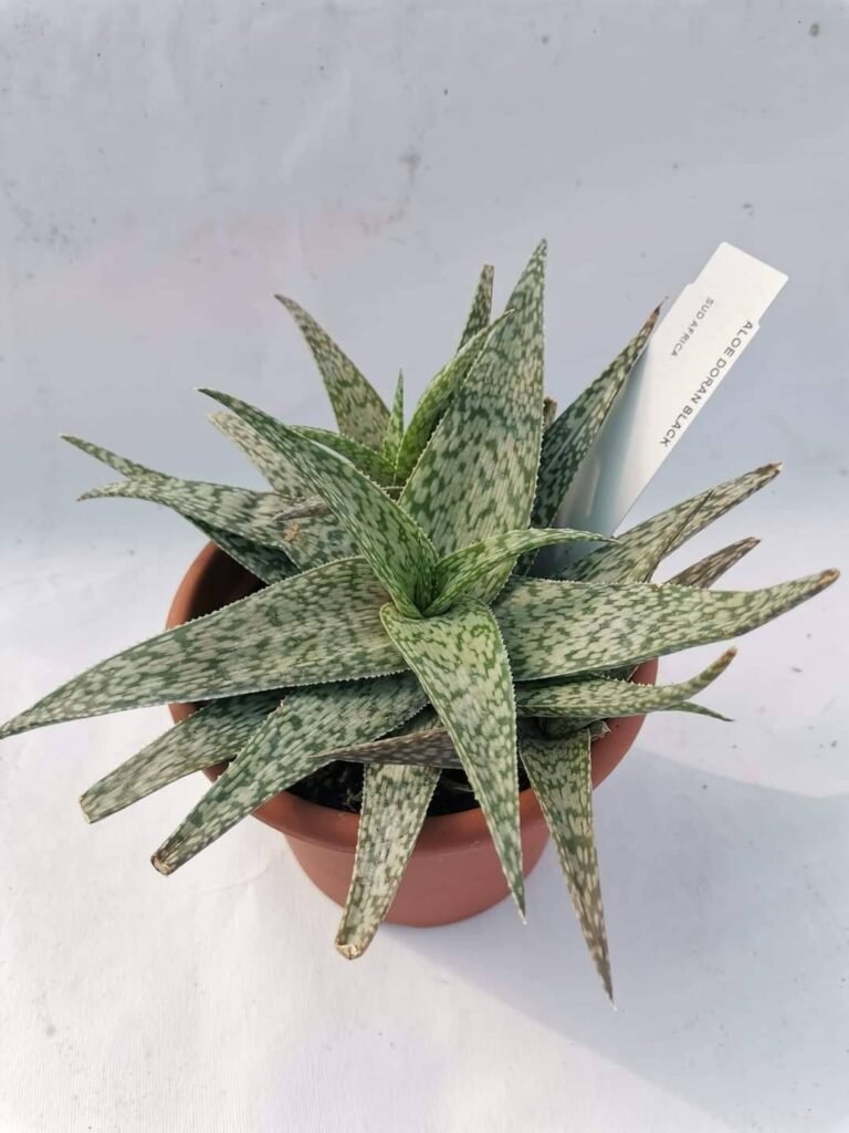 Aloe Dorian Black