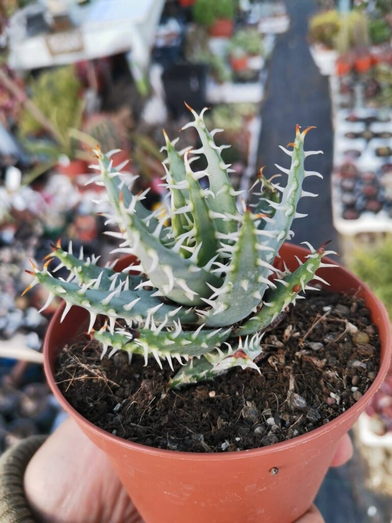 Aloe Erinacea