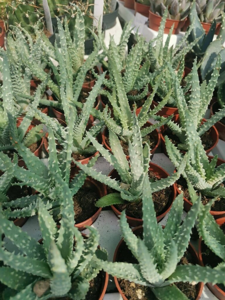 Aloe Humilis