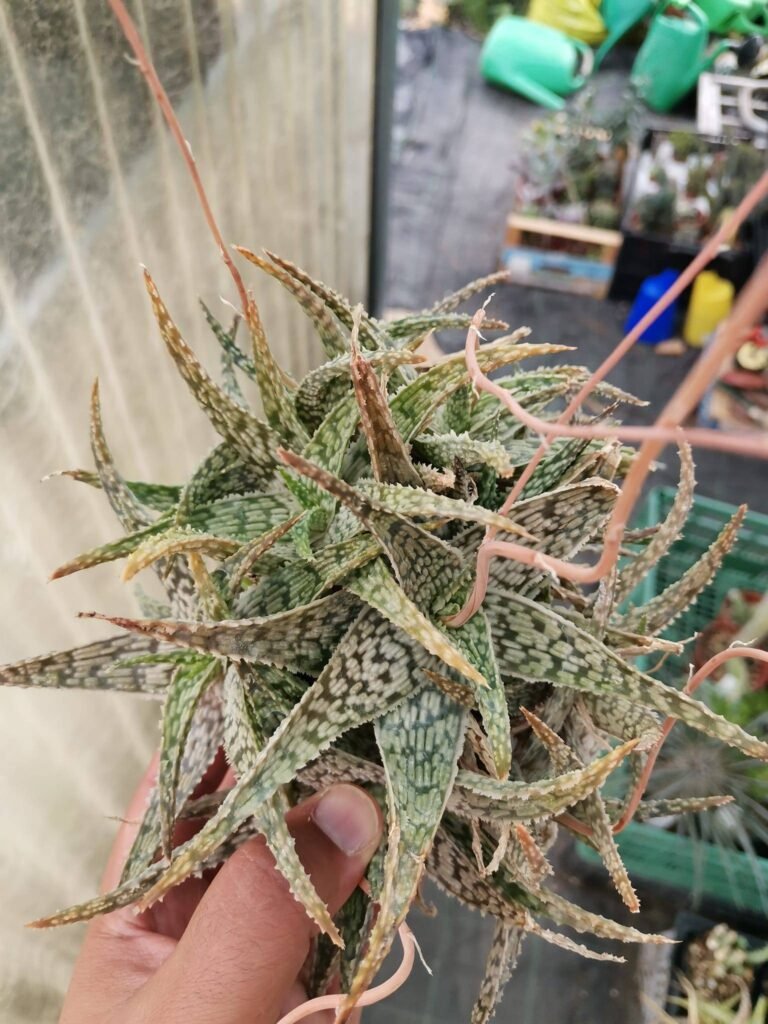 Aloe sp hybrid