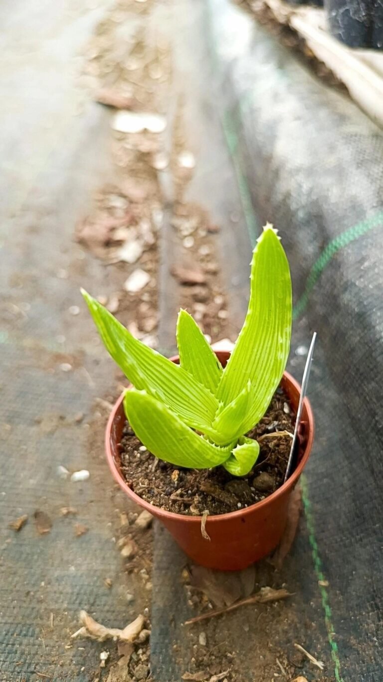 Aloe ibitiensis