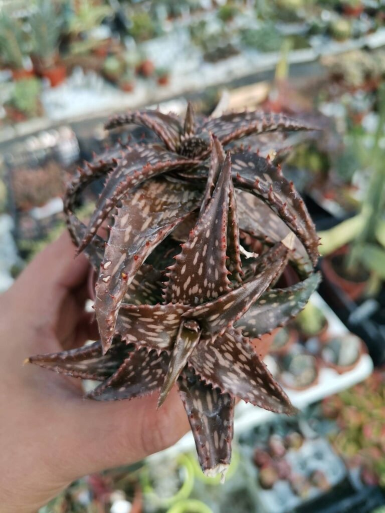 Aloe Jucunda