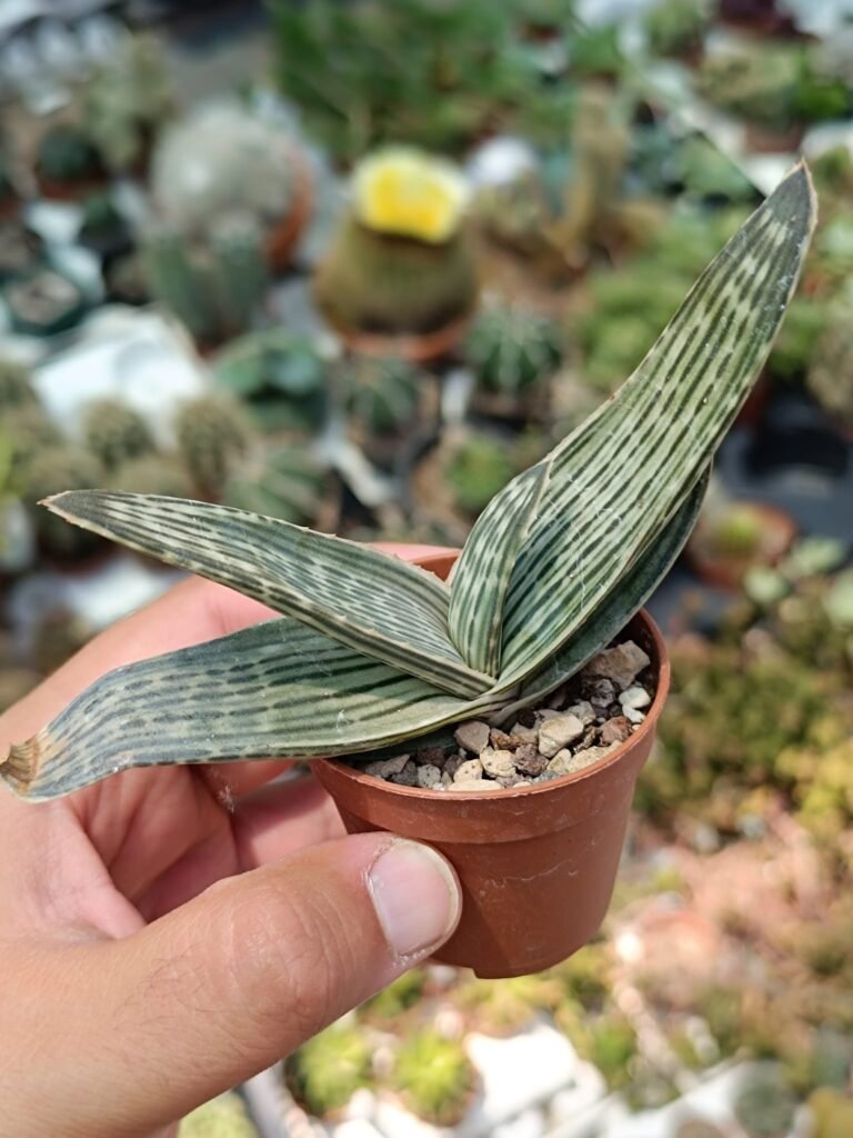 Aloe Karasbergensis