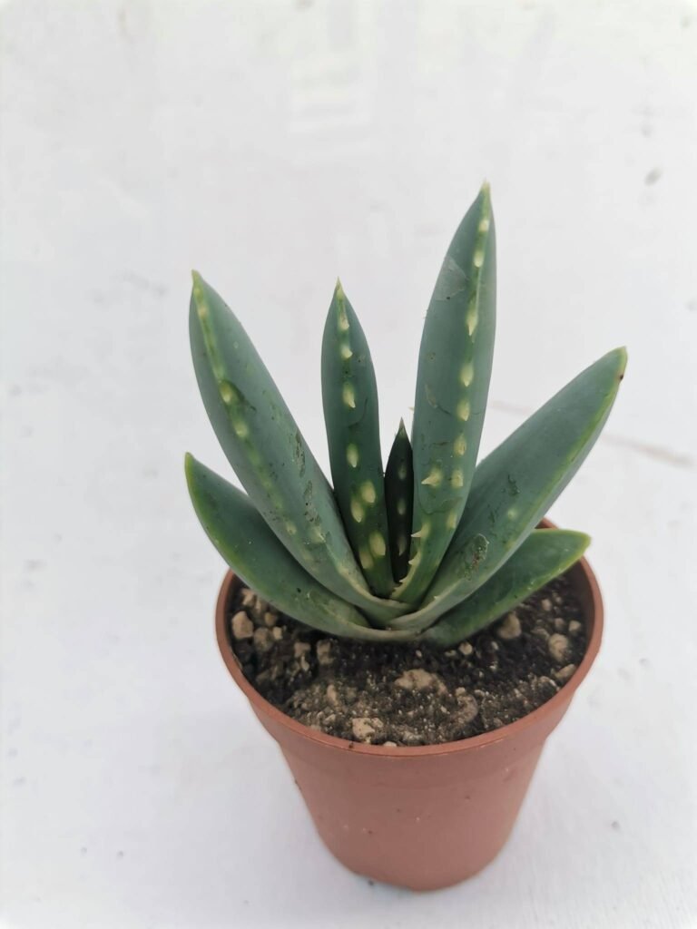 Aloe Longistyla