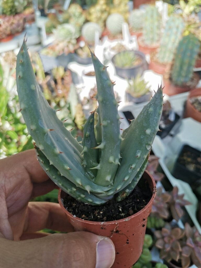 Aloe Marlothii
