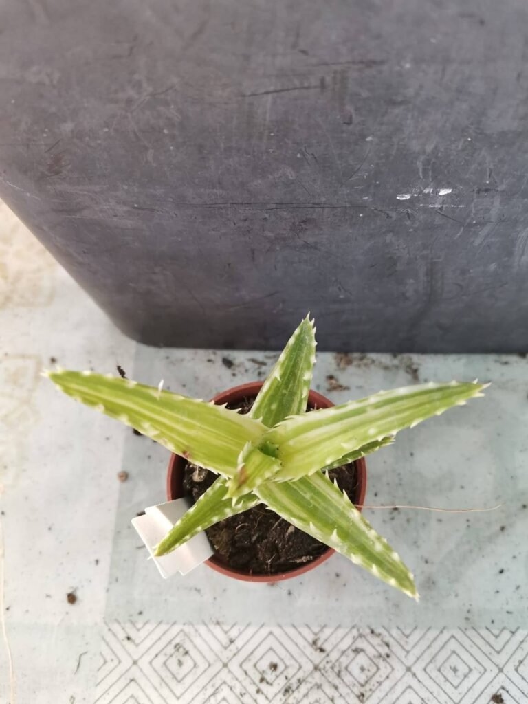 Aloe Mitriformis Variegata