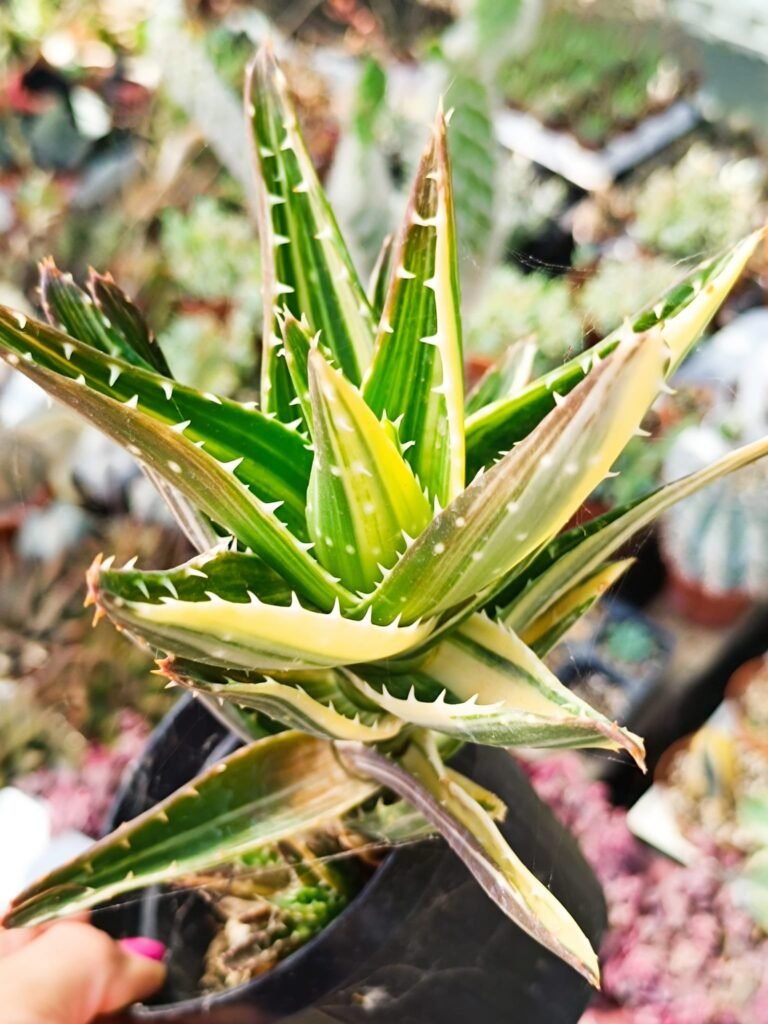 Aloe Mitriformis Variegata