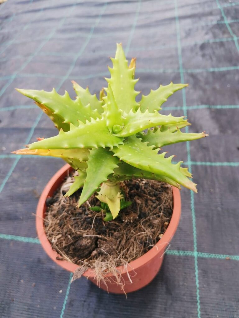 Aloe Morogoroensis