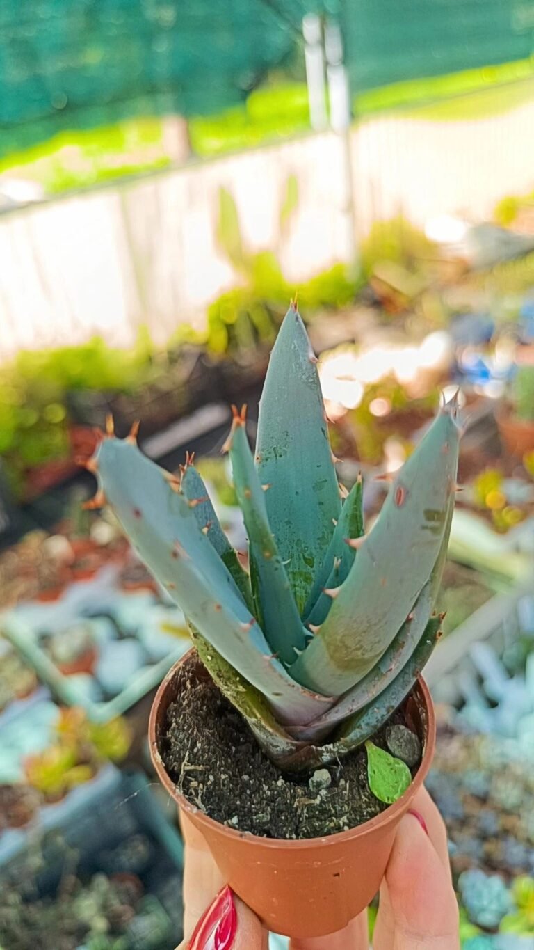 Aloe Peglerae