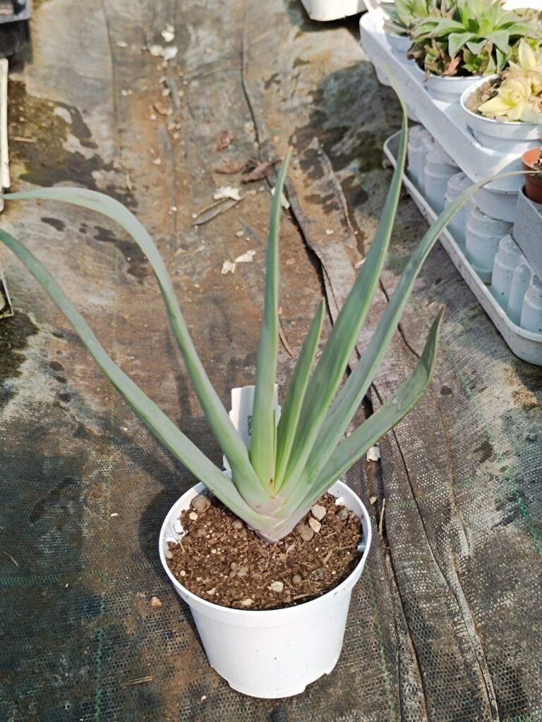 Aloe Plicatilis