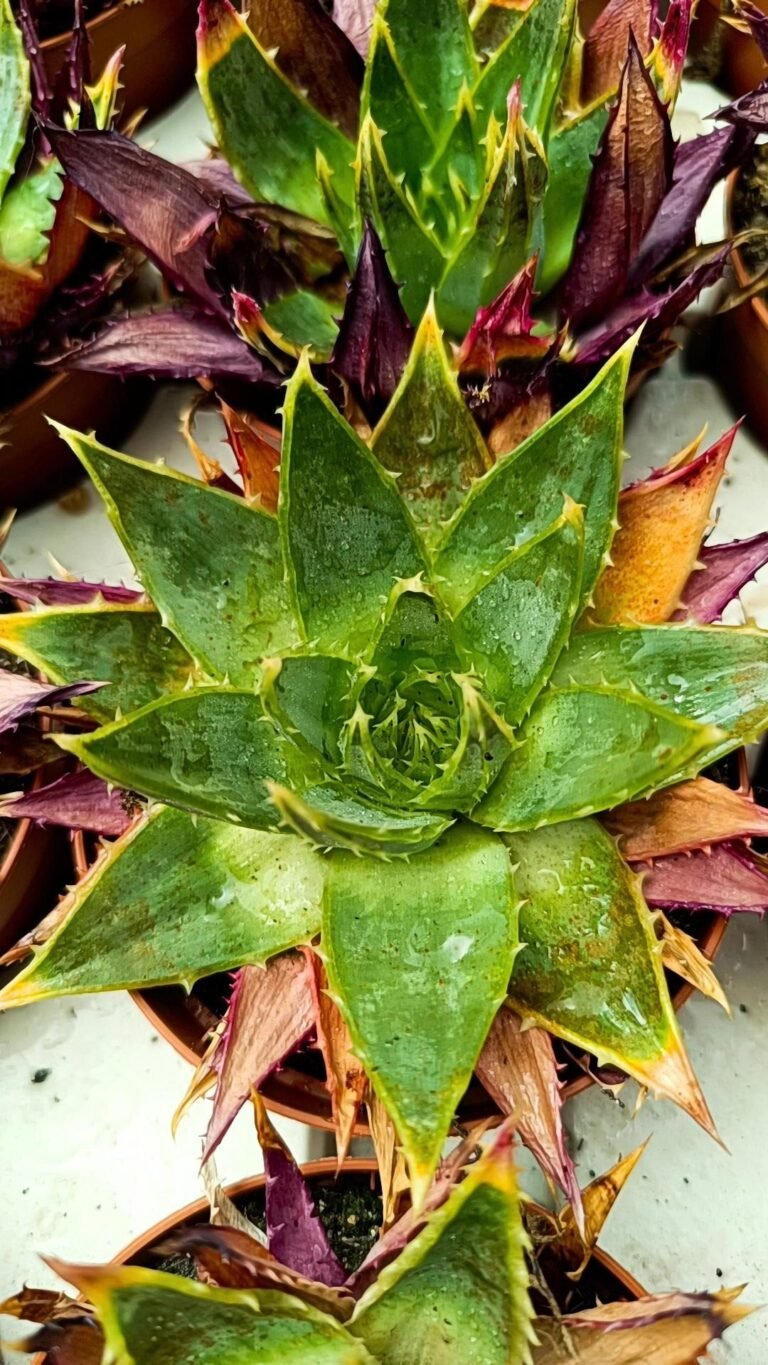 Aloe Polyphylla Spiralis