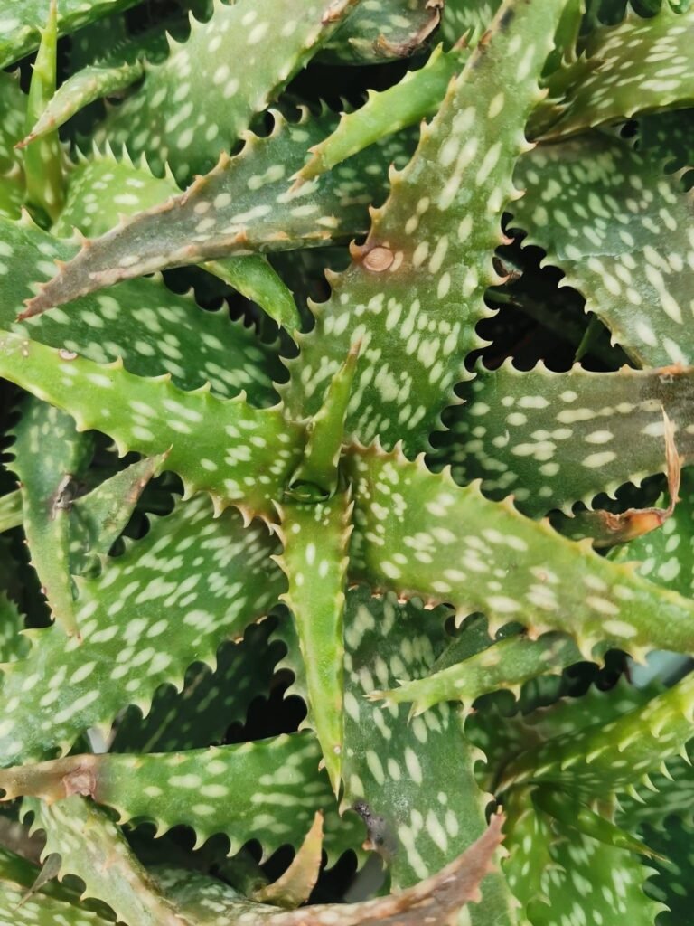 Aloe Rauhii
