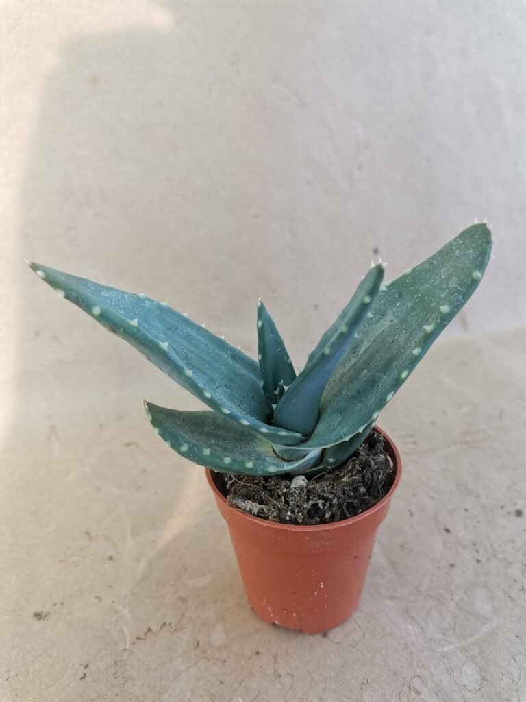 Aloe Sp