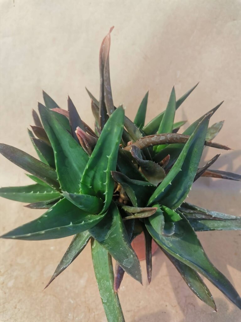 Aloe sp accestita