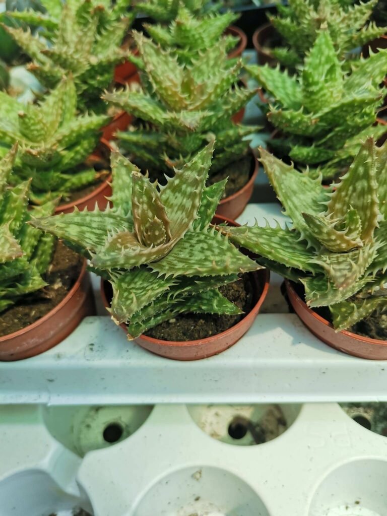 Aloe Squarrosa