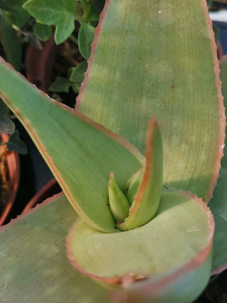 Aloe Striata