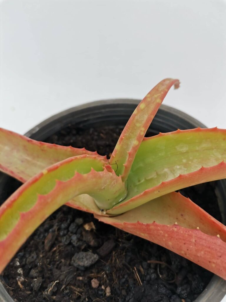 Aloe Vanbalenii