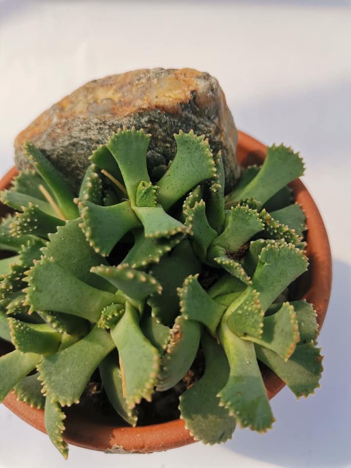 Aloinopsis Malherbei