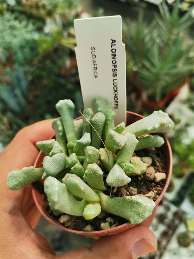 Aloinopsis Luckhoffii