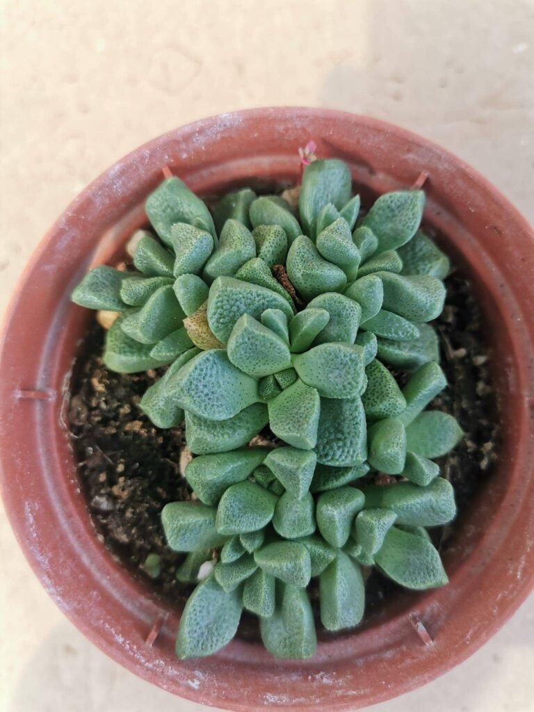 Aloinopsis Rosulata