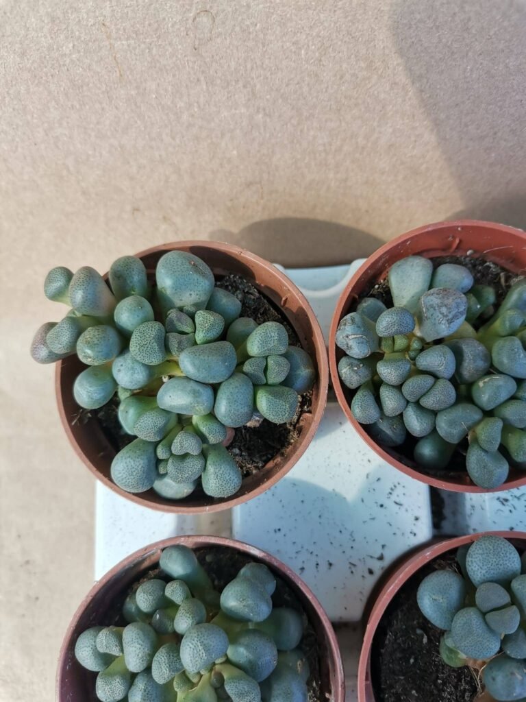 Aloinopsis Schooneesii
