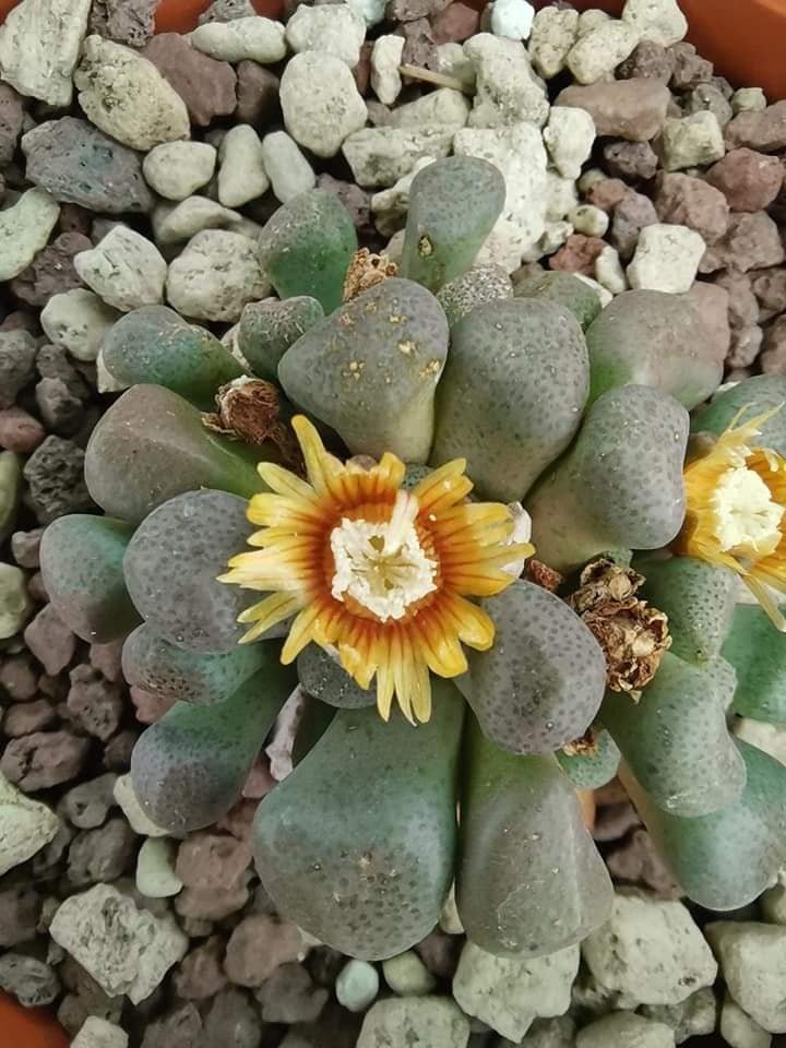 Aloinopsis Schooneesii