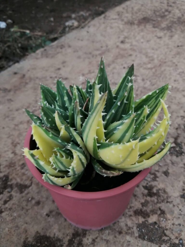 Aloe Mitriformis Variegata Accestita