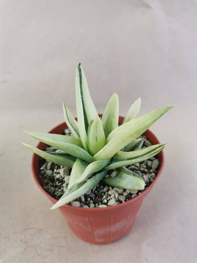 Alworthia Black Gem Variegata