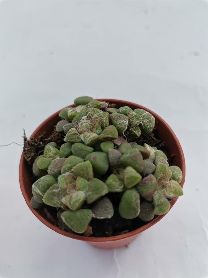 Anacampseros Arachnoides