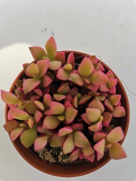 Anacampseros Rufescens Variegata