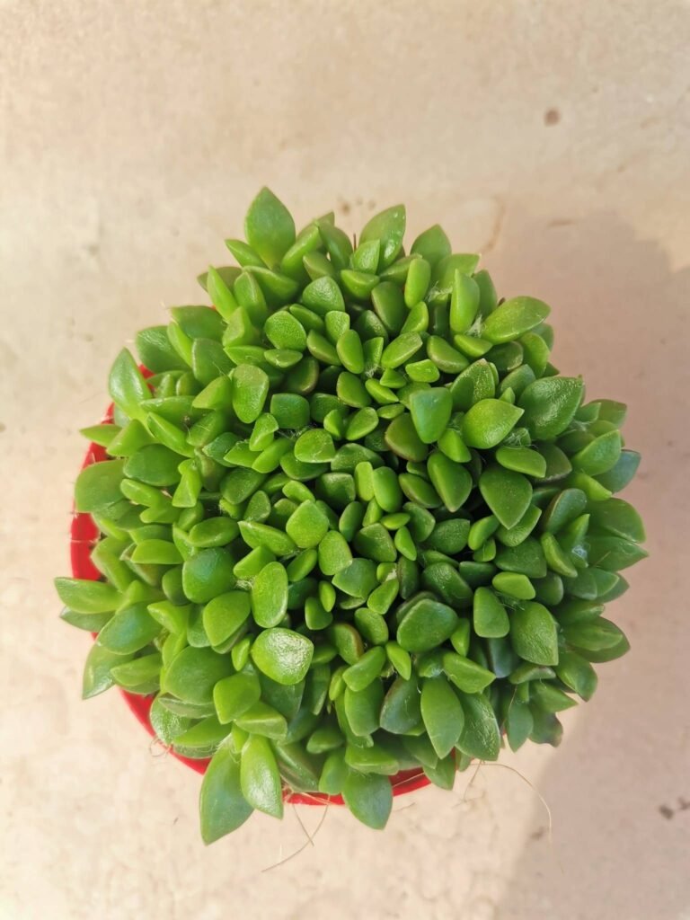 Anacampseros Filamentosa Verde
