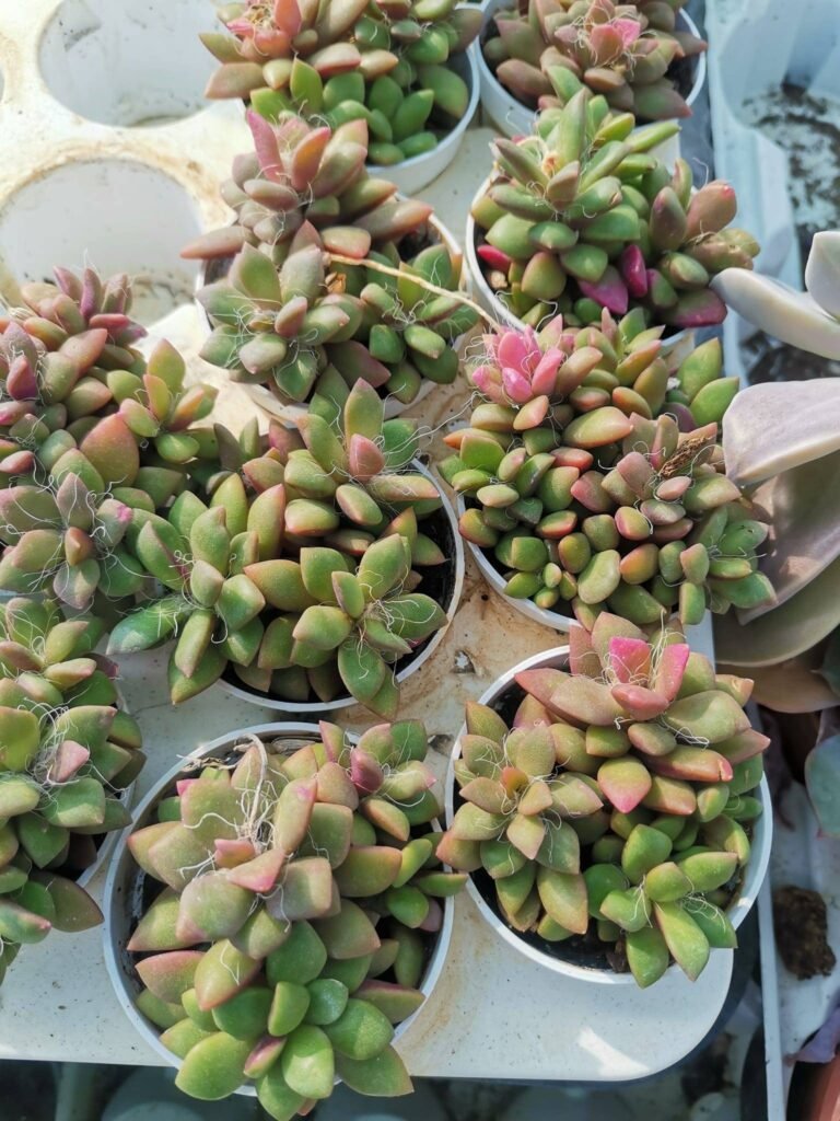 Anacampseros Filamentosa Pink