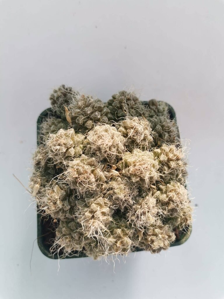 Anacampseros Filamentosa Tomentosa