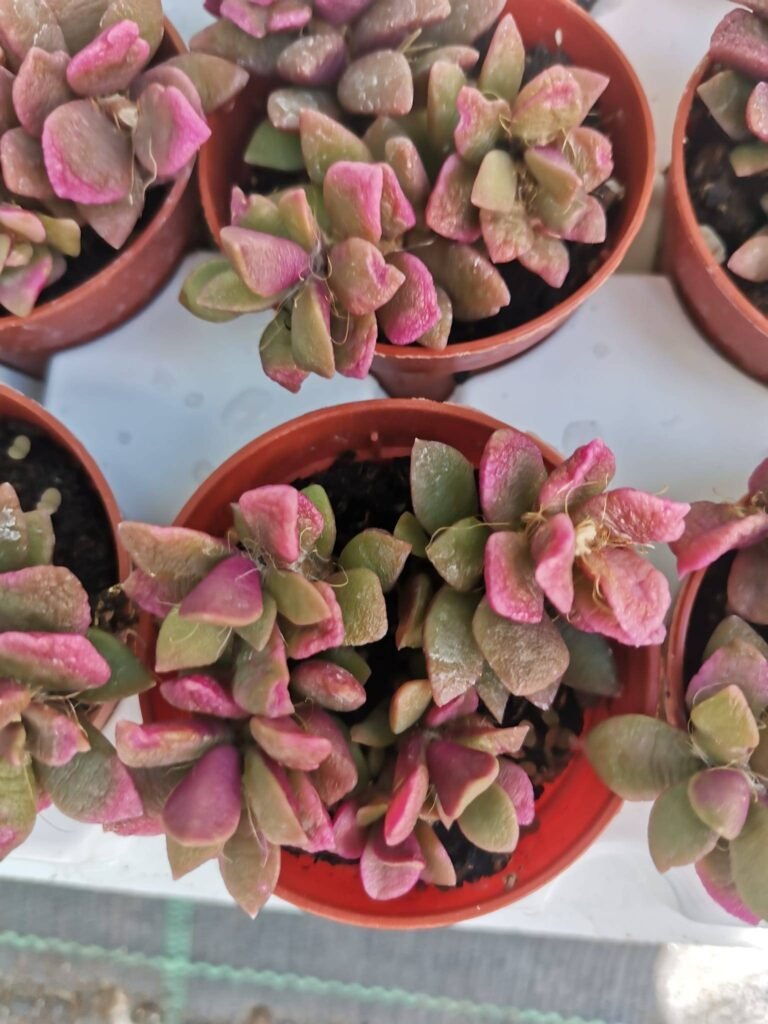 Anacampseros Filamentosa Variegata