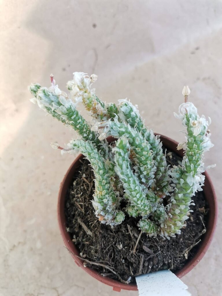 Avonia Recurvata