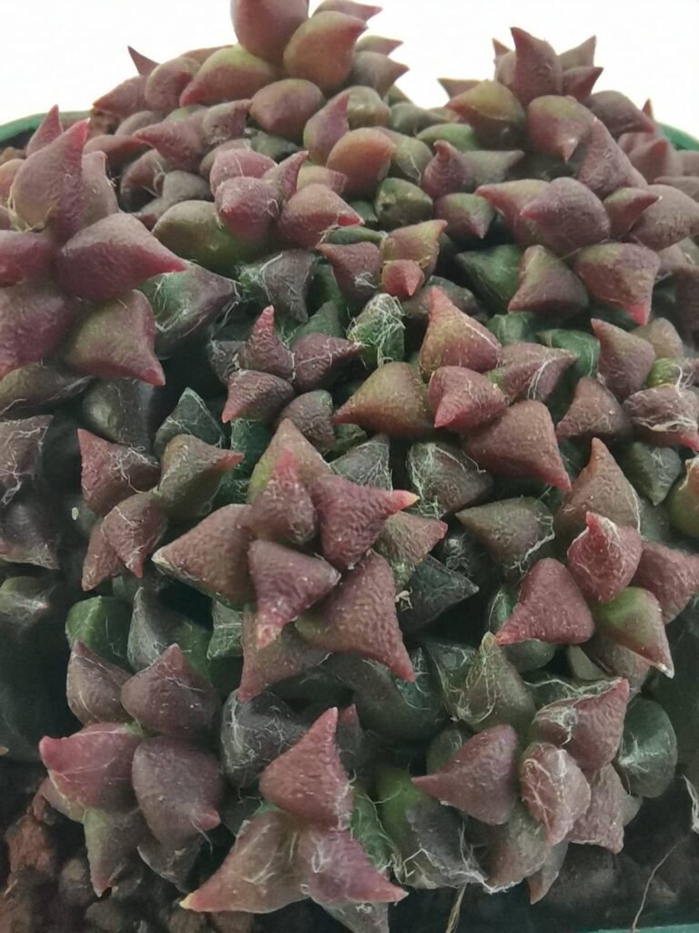 Anacampseros Retusa red