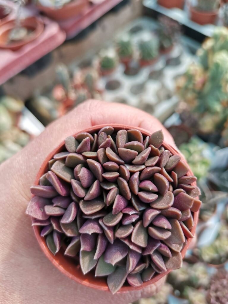 Anacampseros Rufescens