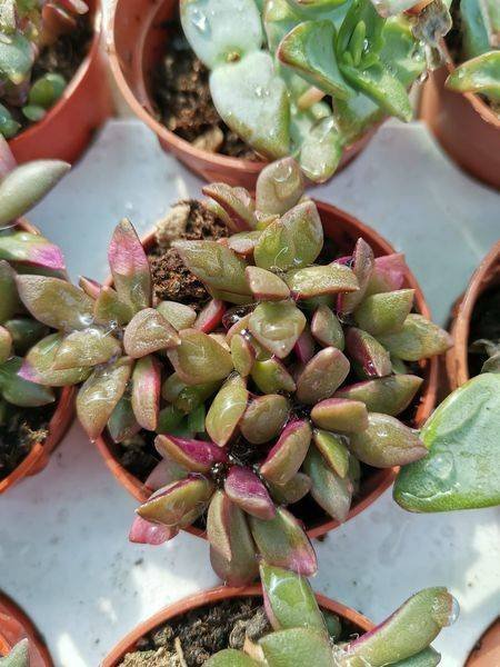 Anacampseros Rufescens v. Sand rose